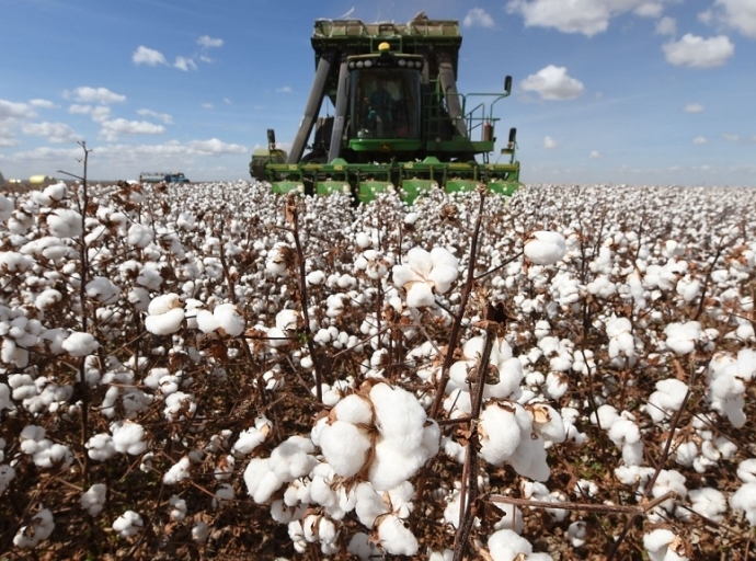 Brazil cotton over-reliance on exports!